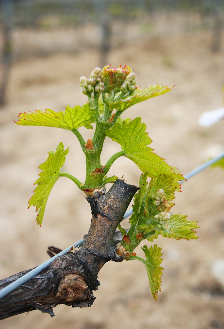 plant la ligière vigne